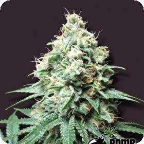 Kush Bomb Regular Seeds Kush Bomb Regular Seeds