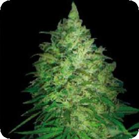 S. Africa Kwazulu Regular Seeds S. Africa Kwazulu Regular Seeds