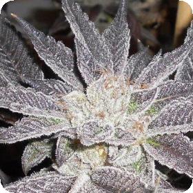 LA Affie Feminised Seeds
