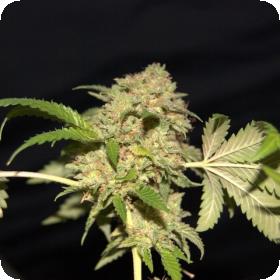 LA Fire Feminised Seeds LA Fire Feminised Seeds