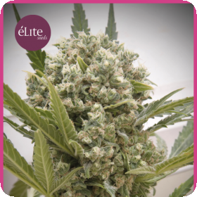 La Katana Feminised Seeds La Katana Feminised Seeds