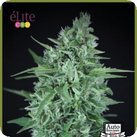 La Rica CBD Auto Feminised Seeds