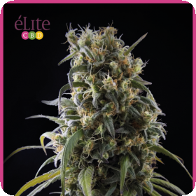 La Rica Classic CBD Feminised Seeds La Rica Classic CBD Feminised Seeds