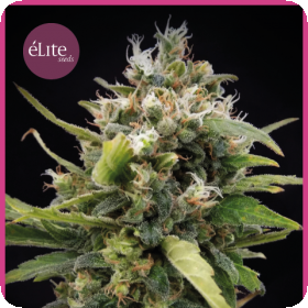 La Rica Classic THC Feminised Seeds