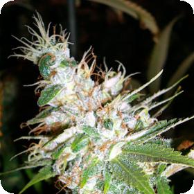 L.A. Woman Regular Seeds L.A. Woman Regular Seeds