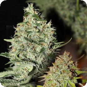 Labrador Regular Seeds Labrador Regular Seeds