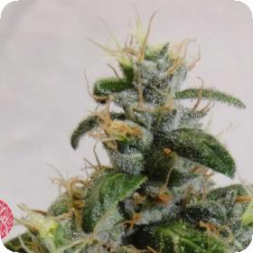 Lake OG Feminised Seeds