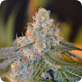 Lands End Regular Seeds Lands End Regular Seeds