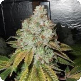 Larry OG Kush Feminised Seeds Larry OG Kush Feminised Seeds