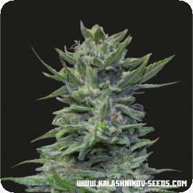 Lavanda Cream Feminised Seeds Lavanda Cream Feminised Seeds
