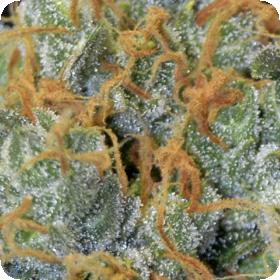 Lavender Feminised Seeds