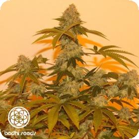 Lazy Lightning Regular Seeds