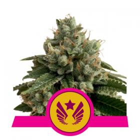 Legendary Punch Feminised Cannabis Seeds Royal Queen Cannabis Seeds 0