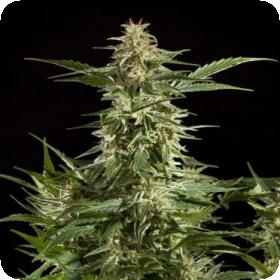 Lemon Auto Cbd Jpg 0