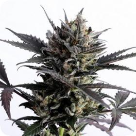 Lemon Haze Auto Jpg