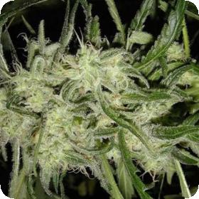 Lemon OG Haze AUTO Feminised Seeds Lemon OG Haze AUTO Feminised Seeds