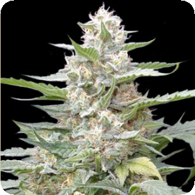 Lemon Amber Kush Feminised Seeds Lemon Amber Kush Feminised Seeds
