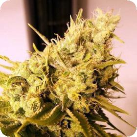 Lemon 'n' Lime Jones Feminised Seeds