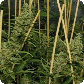 Lemon Bubble Feminised Seeds