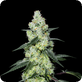 Lemon Dosi Regular Seeds Lemon Dosi Regular Seeds