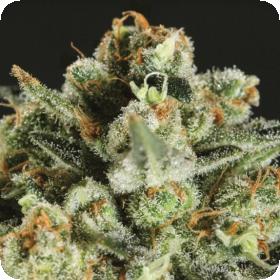 Lemon Haze x SCBDX Feminised Seeds