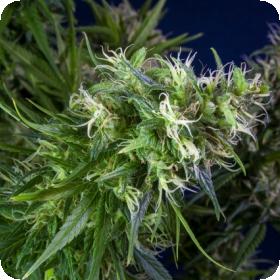 Lemon Heaven Feminised Seeds