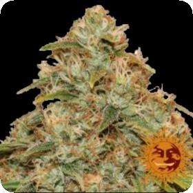 Lemon Potion CBD Auto Feminised Seeds