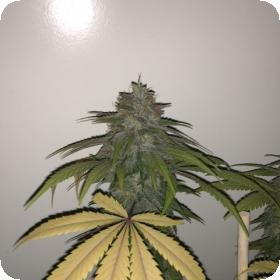 Lemon Sherbert Feminised Seeds Lemon Sherbert Feminised Seeds