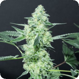 Lemon Sherbet Regular Seeds