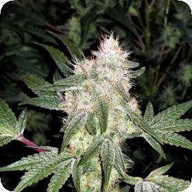 Lemon Snow Cone Regular Seeds Lemon Snow Cone Regular Seeds