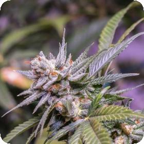 Lemon Stilton Regular Seeds Lemon Stilton Regular Seeds