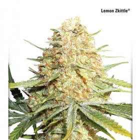 Lemon Zkittle Auto Feminised Seeds Lemon Zkittle Auto Feminised Seeds