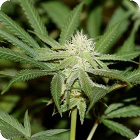 Lemonchello Haze Feminised Seeds Lemonchello Haze Feminised Seeds