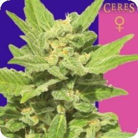 Lemonesia Feminised Seeds Lemonesia Feminised Seeds
