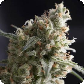 Lennon Feminised Seeds Lennon Feminised Seeds