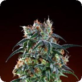 Bay 11 Regular Seeds Bay 11 Regular Seeds