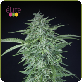 Llimonet Haze Cbd Auto Feminised Cannabis Seeds Elite Cannabis Seeds 0