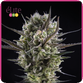 Llimonet Haze Classic CBD Feminised Seeds Llimonet Haze Classic CBD Feminised Seeds