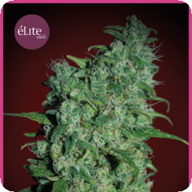 Llimonet Haze Classic THC Feminised Seeds Llimonet Haze Classic THC Feminised Seeds