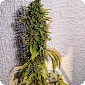 London OG Regular Seeds