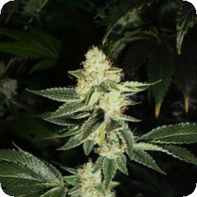 Louis XIII OG Feminised Seeds