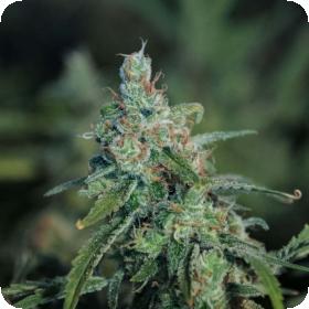 M2 Regular Seeds M2 Regular Seeds