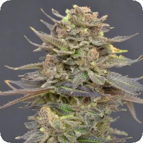 Magma Feminised Seeds