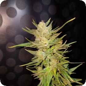 Malawi Gold Feminised Seeds Malawi Gold Feminised Seeds