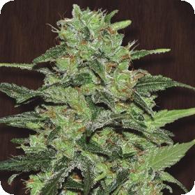 Malawi Regular Seeds Malawi Regular Seeds
