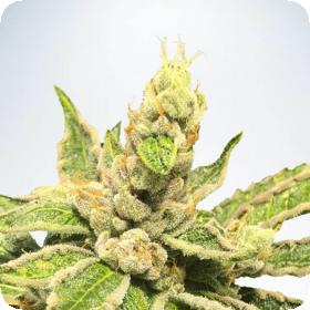 Mamacitas Cookies Jpg