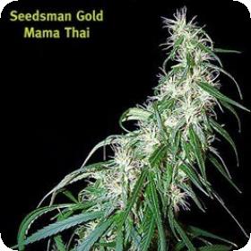 Mama Thai Regular Seeds