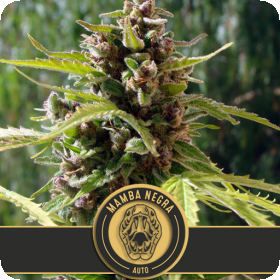 Mamba Negra CBD Auto Feminised Seeds Mamba Negra CBD Auto Feminised Seeds