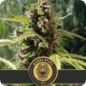 Mamba Negra Auto Feminised Seeds Mamba Negra Auto Feminised Seeds