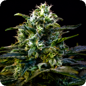Mamba Negra Feminised Seeds Mamba Negra Feminised Seeds